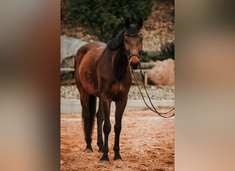 Latvian Warmblood, Gelding, 6 years, 17 hh, Brown