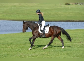 Lettisches Warmblut, Wallach, 7 Jahre, 16,1 hh, Dunkelbrauner