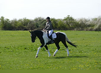 Latvian Warmblood, Gelding, 7 years, 16,2 hh, Pinto