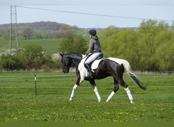 Latvian Warmblood, Gelding, 7 years, 16,2 hh, Pinto