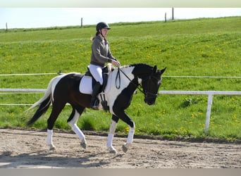 Latvian Warmblood, Gelding, 7 years, 16,2 hh, Pinto