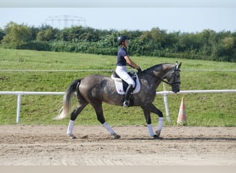 Latvian Warmblood, Gelding, 7 years, 16,1 hh, Grey