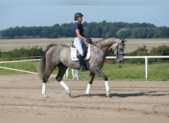 Latvian Warmblood, Gelding, 7 years, 16,1 hh, Grey
