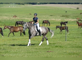 Latvian Warmblood, Gelding, 7 years, 16,1 hh, Grey