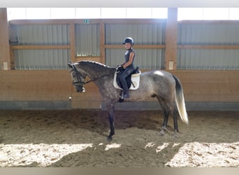 Latvian Warmblood, Gelding, 7 years, 16,1 hh, Grey