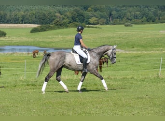 Latvian Warmblood, Gelding, 7 years, 16,1 hh, Grey