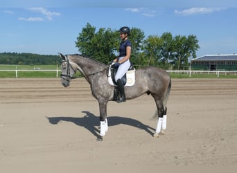Latvian Warmblood, Gelding, 7 years, 16,1 hh, Grey