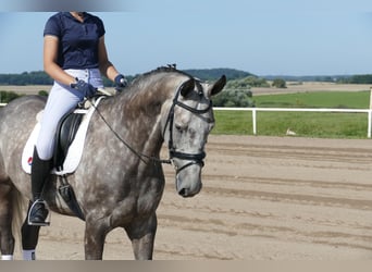 Latvian Warmblood, Gelding, 7 years, 16,1 hh, Grey