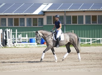 Latvian Warmblood, Gelding, 7 years, 16,1 hh, Grey