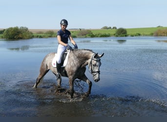 Latvian Warmblood, Gelding, 7 years, 16,1 hh, Grey