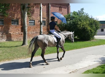 Latvian Warmblood, Gelding, 7 years, 16,1 hh, Grey
