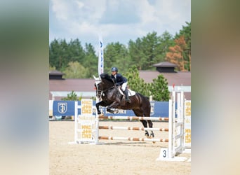 Latvian Warmblood, Gelding, 7 years, 17.1 hh, Black