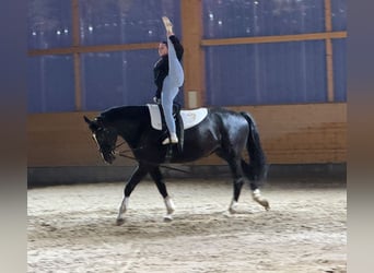 Latvian Warmblood, Gelding, 7 years, 17.1 hh, Black
