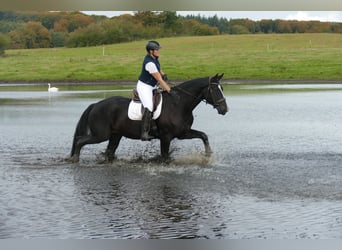 Latvian Warmblood, Gelding, 7 years, 17.1 hh, Black