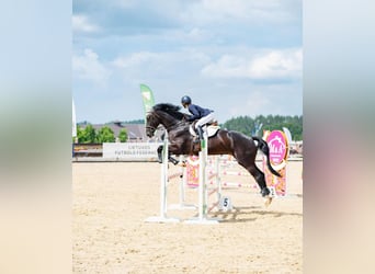 Latvian Warmblood, Gelding, 7 years, 17.1 hh, Black
