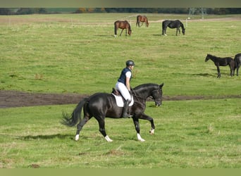 Latvian Warmblood, Gelding, 7 years, 17.1 hh, Black