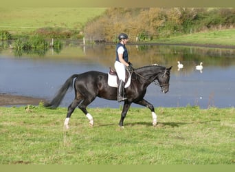 Latvian Warmblood, Gelding, 7 years, 17.1 hh, Black