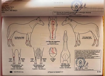 Latvian Warmblood, Gelding, 8 years, 14 hh, Chestnut