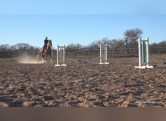 Latvian Warmblood, Gelding, 8 years, 14 hh, Chestnut