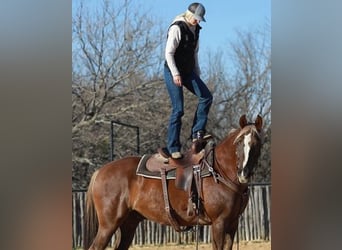 Latvian Warmblood, Gelding, 8 years, 14 hh, Chestnut