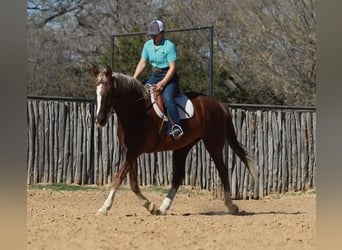 Latvian Warmblood, Gelding, 8 years, 14 hh, Chestnut