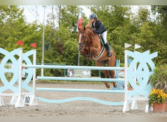 Latvian Warmblood, Gelding, 8 years, 16 hh