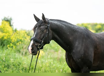 Lettisches Warmblut, Wallach, 9 Jahre, 16,2 hh, Dunkelbrauner