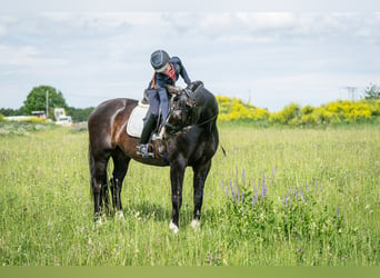 Lettisches Warmblut, Wallach, 9 Jahre, 16,2 hh, Dunkelbrauner