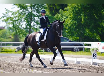 Lettisches Warmblut, Wallach, 9 Jahre, 16,2 hh, Dunkelbrauner