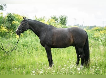 Lettisches Warmblut, Wallach, 9 Jahre, 16,2 hh, Dunkelbrauner