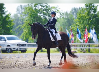 Lettisches Warmblut, Wallach, 9 Jahre, 16,2 hh, Dunkelbrauner