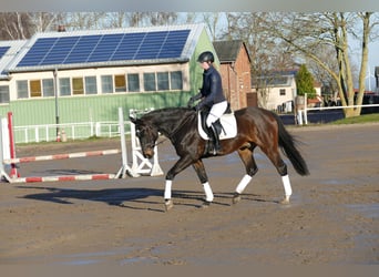 Latvian Warmblood, Gelding, 9 years, 16,2 hh, Bay-Dark
