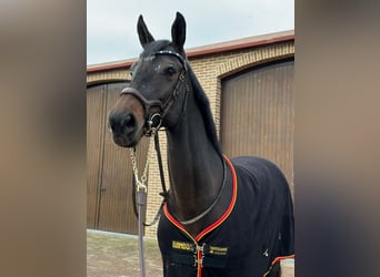 Latvian Warmblood, Mare, 10 years, 16,1 hh, Brown