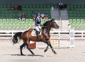 Latvian Warmblood, Mare, 11 years, Smoky-Black