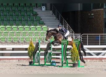 Latvian Warmblood, Mare, 11 years, Smoky-Black