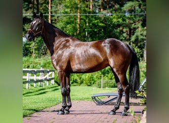 Latvian Warmblood, Mare, 12 years, 16,2 hh