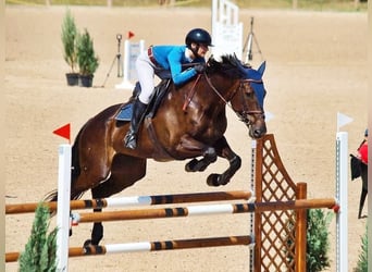 Latvian Warmblood, Mare, 12 years, 16,2 hh