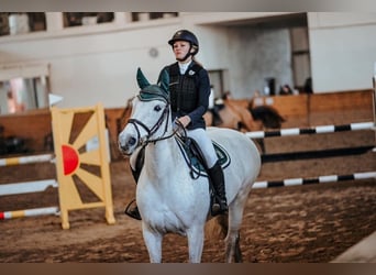 Latvian Warmblood, Mare, 15 years, 15,2 hh, Gray