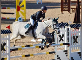 Latvian Warmblood, Mare, 15 years, 15,2 hh, Gray