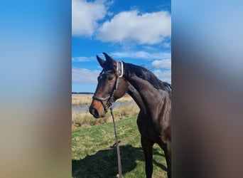 Latvian Warmblood, Mare, 15 years, 16 hh, Bay