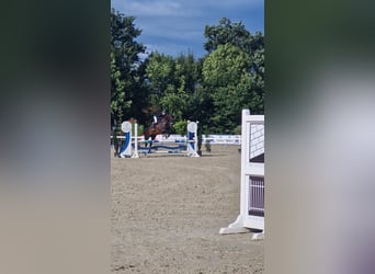 Latvian Warmblood, Mare, 15 years, 16 hh, Brown