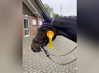 Latvian Warmblood, Mare, 15 years, 16 hh, Brown