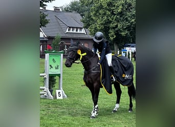 Latvian Warmblood, Mare, 15 years, 16 hh, Brown