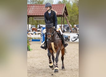 Latvian Warmblood, Mare, 15 years, 16 hh, Brown