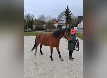 Latvian Warmblood, Mare, 15 years, 16 hh, Brown
