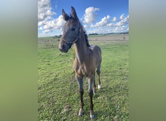 Latvian Warmblood, Mare, 1 year, White