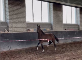 Latvian Warmblood, Mare, 3 years, Brown