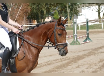 Latvian Warmblood, Mare, 4 years, 14,3 hh, Brown