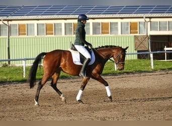 Latvian Warmblood, Mare, 4 years, 15.2 hh, Brown