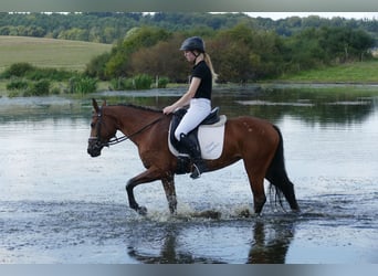 Latvian Warmblood, Mare, 4 years, 15,2 hh, Brown